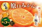 原口 みかん　5kg