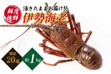 天然 伊勢エビ 【横綱級のデカさ！】 崎戸産 1尾（約1kg）[CAW001]＜西海大崎漁協 崎戸支所＞ 長崎 西海 伊勢海老 伊勢エビ エビ 天然 贈答 ギフト