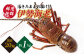 天然 伊勢エビ 1尾（約1kg）