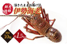 天然 伊勢エビ 【横綱級のデカさ！】崎戸産の 天然 伊勢海老 1〜2尾（計約1.5kg）[CAW002]＜西海大崎漁協 崎戸支所＞ 長崎 西海 伊勢海老 伊勢エビ エビ 天然 贈答 ギフト