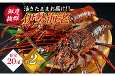 天然 伊勢海老 崎戸産 2尾（計約2kg）[CAW003]＜西海大崎漁協 崎戸支所＞ 西海市産 海老 エビ えび イセエビ 天然 贈答 ギフト  伊勢エビ