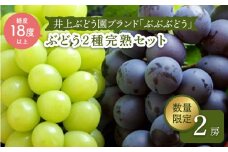 【先行予約☆完熟2色セット】「ぶぶぶどう」２種（シャインマスカット＆巨峰 or ブラックビート）約1.5kg＜井上ぶどう園＞[CCE005]
