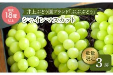 【先行予約☆厳選ブランド】「 ぶぶぶどう 」 シャインマスカット 約1.5～2kg（3房）＜井上ぶどう園＞［CCE004］