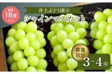 シャインマスカット 【先行予約】【訳あり小房】 シャインマスカット 3～4房（約1.5～2kg） ぶどう ブドウ シャインマスカット 訳あり 甘い 糖度18度以上 ぶどう シャインマスカット＜井上ぶどう園＞［CCE002］