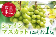 シャインマスカット 【先行予約☆糖度18度以上】西海シャイン物語 約1kg（2房）＜山田果樹園＞[CCX001] 長崎 西海 シャインマスカット マスカット ぶどう 高糖度 ますかっと 果物 フルーツ 贈答
