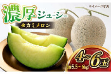  高糖度 メロン  【6月より発送予定】 タカミ メロン 4～6玉 (計約5.5kg～6kg) ＜白石農園＞ [CBI002] メロン めろん タカミメロン 果物 フルーツ 長崎 西海市 贈答 ギフト メロン 