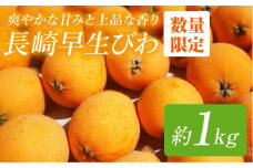 【数量限定♪やさしい甘さ】 びわ (長崎早生) 約1kg ＜谷添正義＞ [CDM001]