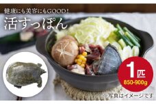 【生きたまま直送】”活” すっぽん １匹（850～900g）＜浦野淡水＞ [CDQ003]