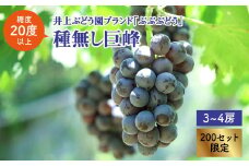【糖度20度以上！】「ぶぶぶどう」種なし巨峰約1.7～2kg（3,4房）＜井上ぶどう園＞ [CCE007]