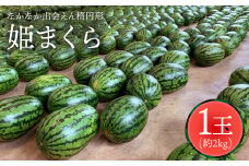 【楕円形西瓜】姫まくら（スイカ）1玉（2kg）＜ファームまるだ＞ [CDT004]