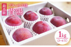 プラム 貴陽 約1kg（5～6玉） 西海市産 貴陽 プラム ＜竹嶋農園＞ [CEB001] すもも 桃 果物 フルーツ 贈答 ギフト 贈り物 プラム スモモ