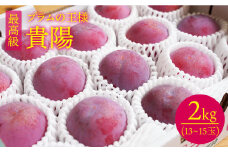スモモ 貴陽 約2kg（13〜15玉） 西海市産 貴陽 プラム すもも 桃 果物 フルーツ 贈答 ギフト 贈り物 プラム ＜竹嶋農園＞ [CEB002]