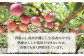スモモ 貴陽 約2kg（13〜15玉）【先行予約】 西海市産 貴陽 プラム すもも 桃 果物 フルーツ 贈答 ギフト 贈り物 