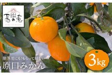 みかん 【11月中旬よりお届け☆贈答にもオススメ】「西の恵」 原口 みかん 約3kg＜ファームまるだ＞ [CDT005]  長崎 西海 ミカン みかん 柑橘 蜜柑 贈答 ギフト みかん 年内 年内配送
