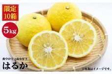 【☆先行予約☆】【限定10箱】 はるか 約 5kg 長崎 西海 みかん ミカン 蜜柑 贈答 ギフト 限定 ＜原口果樹園＞ [CCW010]