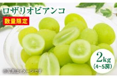 【数量限定】 ロザリオビアンコ約2kg（3房～5房）＜岡本ぶどう園＞ [CEN001]