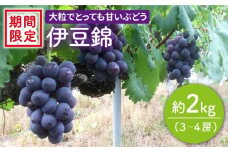 【先行予約】【数量限定】【大粒でめっちゃ甘い！】小林さん家の伊豆錦2kg（3～4房）＜小林農園＞ [CEQ001]