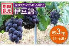 【先行予約】【数量限定】【大粒でめっちゃ甘い！】小林さん家の伊豆錦約3kg（4～6房）＜小林農園＞ [CEQ002]