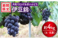 【訳あり】【数量限定】【大粒でめっちゃ甘い！】小林さん家の伊豆錦約4kg（6～8房）＜小林農園＞ [CEQ003]