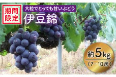 【訳あり】【数量限定】【大粒でめっちゃ甘い！】小林さん家の伊豆錦約5kg（7～10房）＜小林農園＞ [CEQ004]