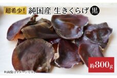 【冷蔵】国産　生きくらげ(あらげ菌床)　約800ｇ（とれたてご家庭用）＜かわはら＞