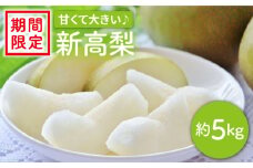 【訳あり】【数量限定】【甘くて大きい】新高梨 約5kg＜岡本　満博＞ [CEN010]