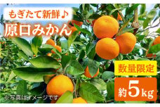 みかん 西海 【☆先行予約☆】 原口みかん 約5kg  みかんミカン 西海市 温州みかん 原口みかん 贈答 ギフト 家庭用 ＜中尾果樹園＞ [CEL001]