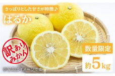 みかん 【3月上旬より順次発送】 訳あり はるか 約5kg＜中尾果樹園＞ [CEL004] 長崎 西海 みかん ミカン はるか 柑橘 訳あり 家庭用 5kg