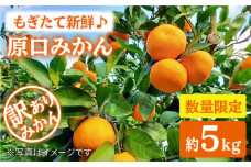 みかん 西海市 【 訳あり 】 原口みかん 約5kg  みかんミカン 西海市 温州みかん 原口みかん 贈答 ギフト 家庭用 ＜中尾果樹園＞ [CEL007]