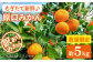 訳あり 原口みかん 約5kg