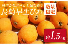 びわ ビワ（長崎早生） 約1.5kg 西海市 ビワ びわ ＜谷添正義＞ [CDM003] 琵琶 果物 フルーツ 枇杷 栄養  効能 初夏 旬 夏