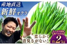 【☆先行予約☆】オクラ 約 2kg おくら オクラ 野菜 夏野菜 新鮮 やさい おくら 贈答 ＜パッパラパー農園＞ [CFI004]