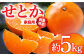せとか 5kg