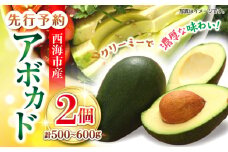 アボカド 【☆先行予約☆】 西海市産 アボカド 2個（計500～600g） ＜原口果樹園＞ [CCW011]  長崎 西海 アボカド あぼかど 野菜 アボカド 健康 スムージー 栄養 贈答 ギフト