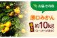 みかん 10kg 