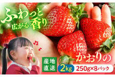 いちご 【今が旬！】かおりの 約2kg（約250g×8パック）＜武藤農園＞ [CFV002] 長崎 西海 イチゴ いちご 贈答 ギフト 苺  長崎 いちご イチゴ  贈答 ギフト  