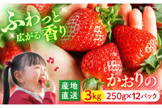 いちご 【今が旬！】 かおりの 約3kg（約250g×12パック）＜武藤農園＞ [CFV003] 長崎 西海 イチゴ いちご 贈答 ギフト いちご 苺 いちご