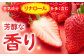 かおりの いちご 3kg