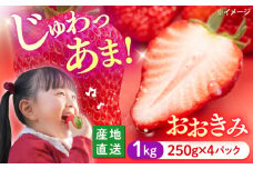 いちご 【今が旬！大粒】 おおきみ 約1kg（約250g×4パック） ＜武藤農園＞ [CFV004] 長崎 西海 イチゴ いちご 贈答 ギフト いちご 大粒 果物 フルーツ