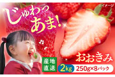 【先行予約】【1月より順次発送】いちご  おおきみ 計2kg（約250g×8パック）＜武藤農園＞ [CFV005] 長崎県 西海市 イチゴ いちご 贈答 ギフト いちご 大粒 果物 フルーツ おおきみ 果実 甘い イチゴ ストロベリー あまい デザート 新鮮 産地直送 くだもの 苺