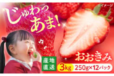 いちご 【今が旬！大粒】 おおきみ 約3kg（約250g×12パック）＜武藤農園＞ [CFV006] 長崎 西海 イチゴ いちご 贈答 ギフト いちご 大粒 果物 フルーツ