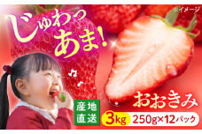 いちご 【今が旬！大粒】 おおきみ 計3kg（約250g×12パック）＜武藤農園＞ [CFV006] 長崎 西海 イチゴ いちご 贈答 ギフト いちご 大粒 果物 フルーツ