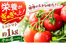 ミニ トマト 約1kg（小分け6パック）＜ファゼンダ坂本＞ [CGP001] ミニトマト とまと 野菜 新鮮 赤 ミニとまと 長崎 西海 とまと トマト