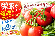 ミニ トマト 約2kg（小分け12パック）＜ファゼンダ坂本＞ [CGP002] ミニトマト とまと 野菜 新鮮 赤 ミニとまと 長崎 西海 トマト とまと 小分け