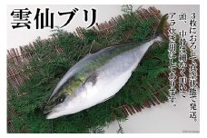 雲仙ブリ 1本 処理済み 真空パック [田中鮮魚店 長崎県 雲仙市 item2167] ぶり ブリ 鰤 パック済み