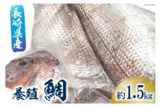 鯛 フィーレ 1尾 約 1.5kg [田中鮮魚卸 長崎県 雲仙市 item1803] たい タイ 冷凍 フィレ