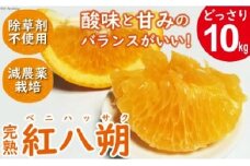 【期間限定発送】 完熟紅八朔 (ベニハッサク) 10kg [長崎県農産品流通 長崎県 雲仙市 item1564] はっさく 紅八朔 果物 くだもの フルーツ 10キロ 季節限定 期間限定 数量限定