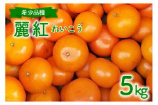 【期間限定発送】 みかん 希少品種『麗紅（れいこう）』5kg [森崎果樹園 長崎県 雲仙市 item1344] みかん 果物 5キロ 期間限定