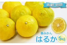 【期間限定発送】 春みかん『はるか』5kg [森崎果樹園 長崎県 雲仙市 item1343] みかん 果物 はるか 5キロ 期間限定