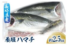 長崎県産 養殖 ハマチ フィーレ 約 2.5kg [田中鮮魚卸 長崎県 雲仙市 item2209] はまち 冷凍 フィレ